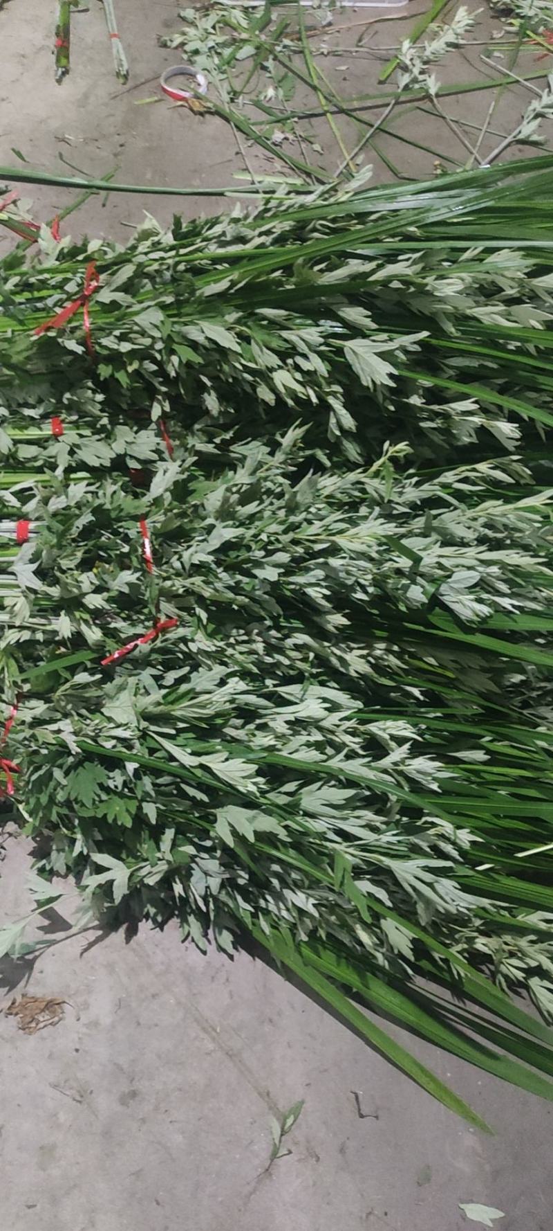 端午节新鲜艾草，日产20万可定制，产地直供，冷藏车发货！
