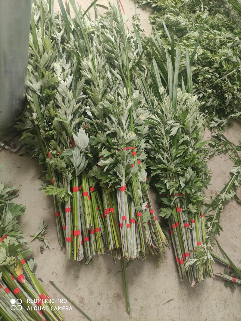 端午节新鲜艾草，日产20万可定制，产地直供，冷藏车发货！