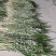 端午节新鲜艾草，日产20万可定制，产地直供，冷藏车发货！
