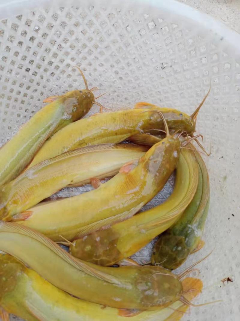 3—5两塘角鱼