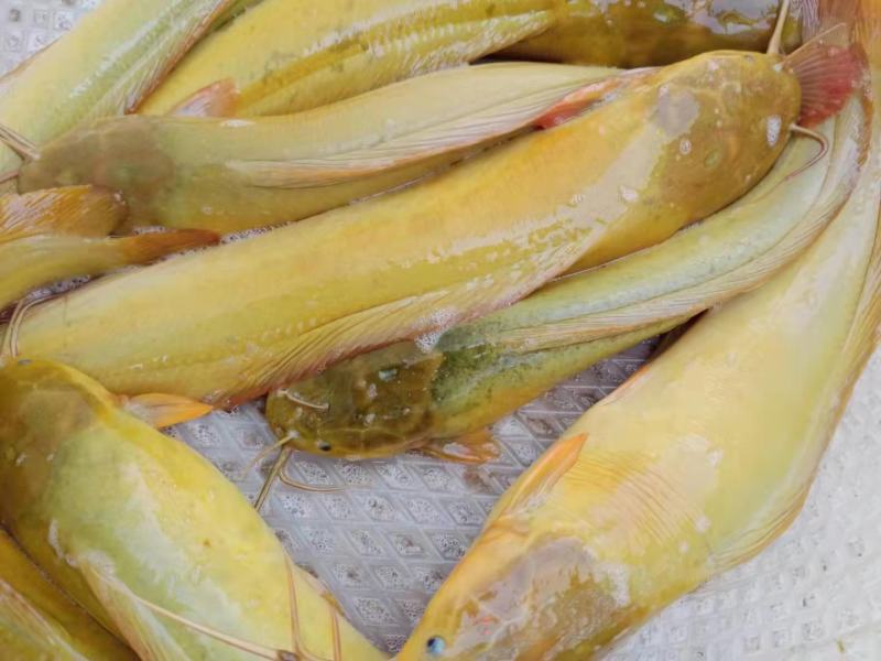 3—5两塘角鱼