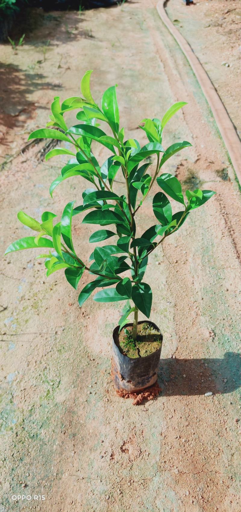 铁冬青绿化工程树苗别墅院子种植树苗合适种植树苗