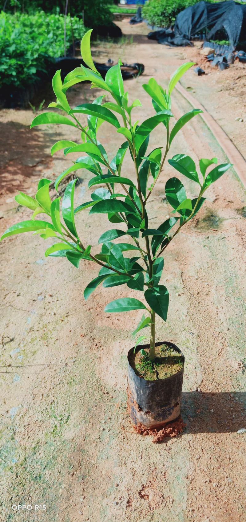铁冬青绿化工程树苗别墅院子种植树苗合适种植树苗
