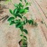 铁冬青绿化工程树苗别墅院子种植树苗合适种植树苗