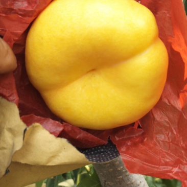 油蟠7号（自花授粉，硬度大，丰产，口味浓甜）