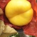 油蟠7号（自花授粉，硬度大，丰产，口味浓甜）