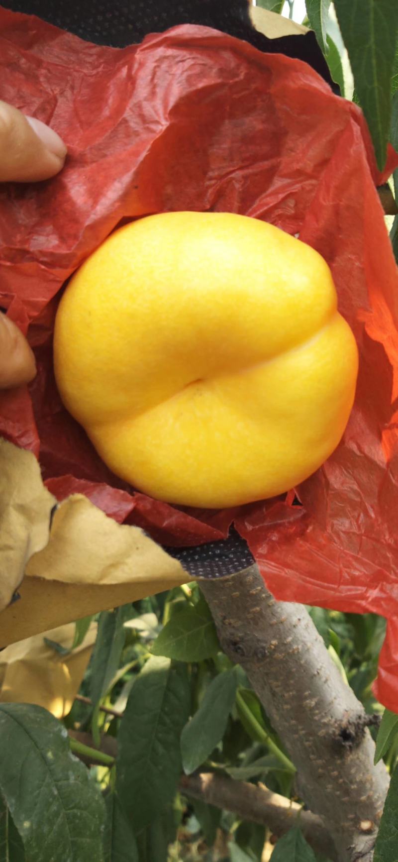 油蟠7号（自花授粉，硬度大，丰产，口味浓甜）