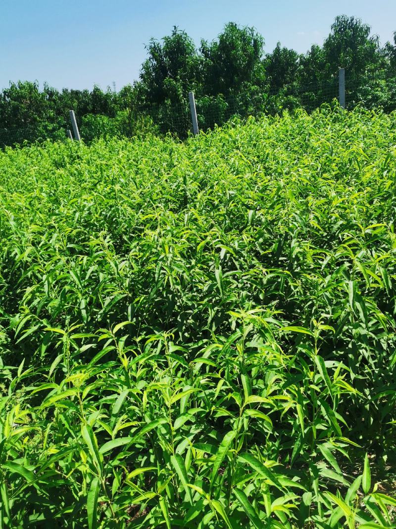 油蟠7号（自花授粉，硬度大，丰产，口味浓甜）