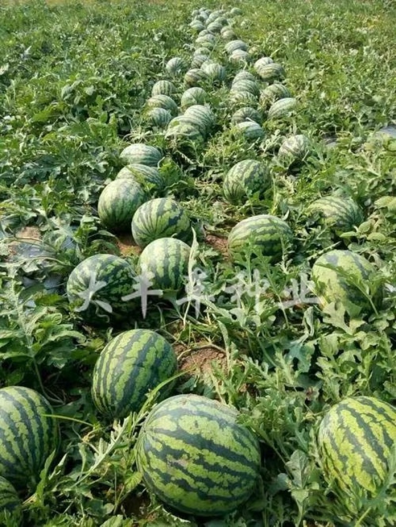 早甜麒麟F1西瓜种子高圆早熟抗病重茬西瓜种籽700粒
