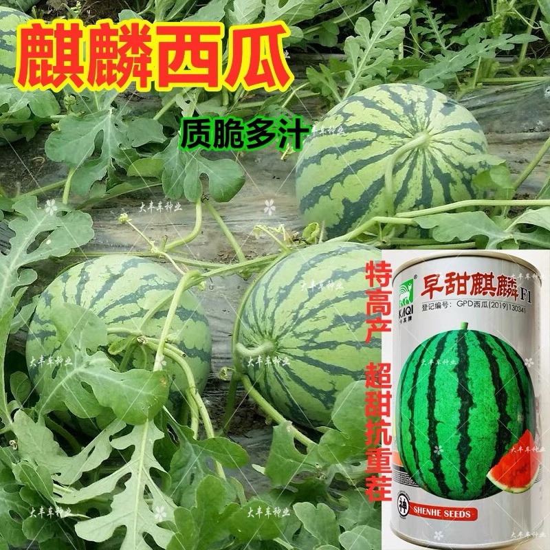 早甜麒麟F1西瓜种子高圆早熟抗病重茬西瓜种籽700粒