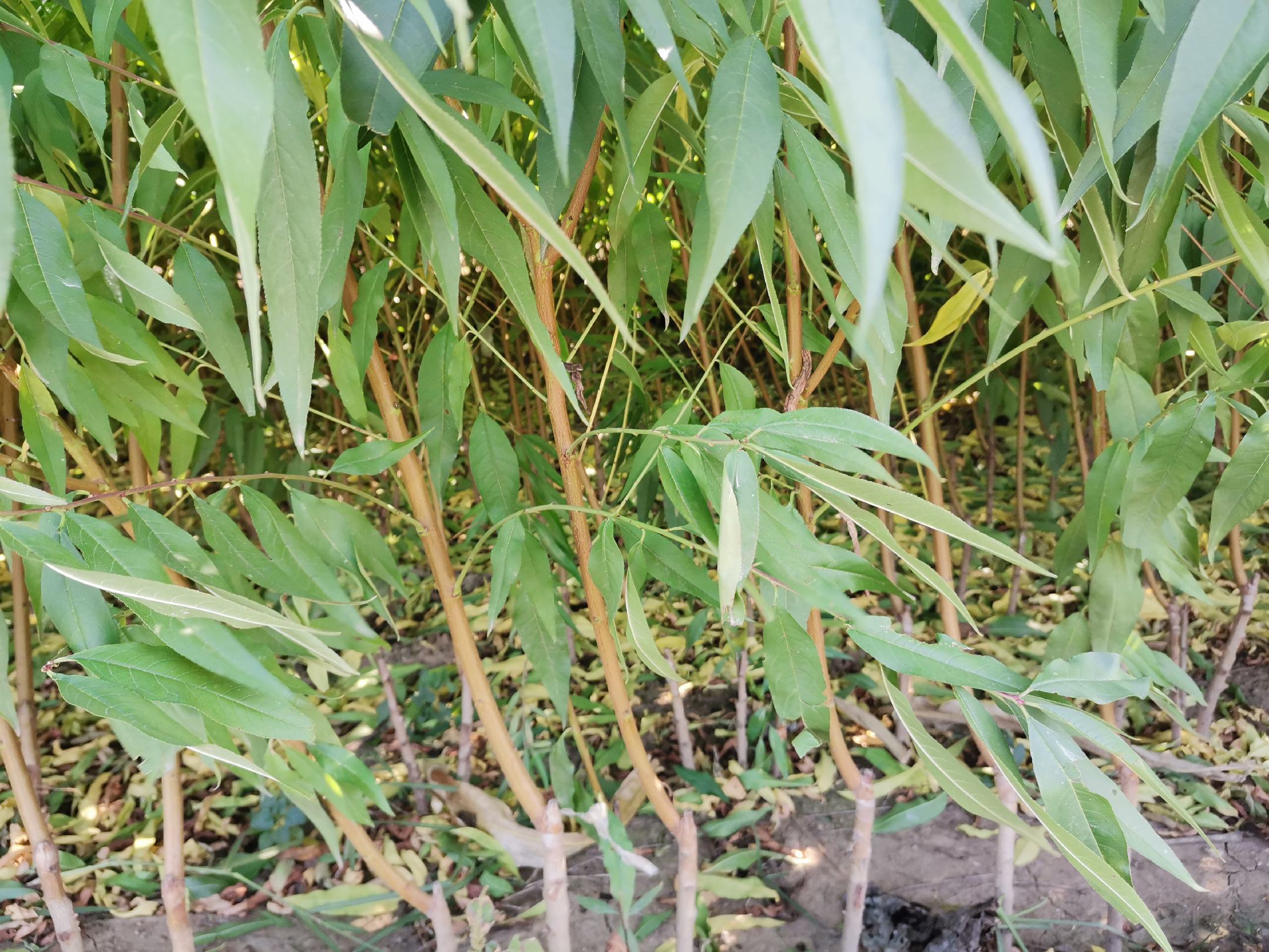 桃蛋幼苗种植基地,展示整齐排列的幼苗与管理设施 桃蛋幼苗种植基地