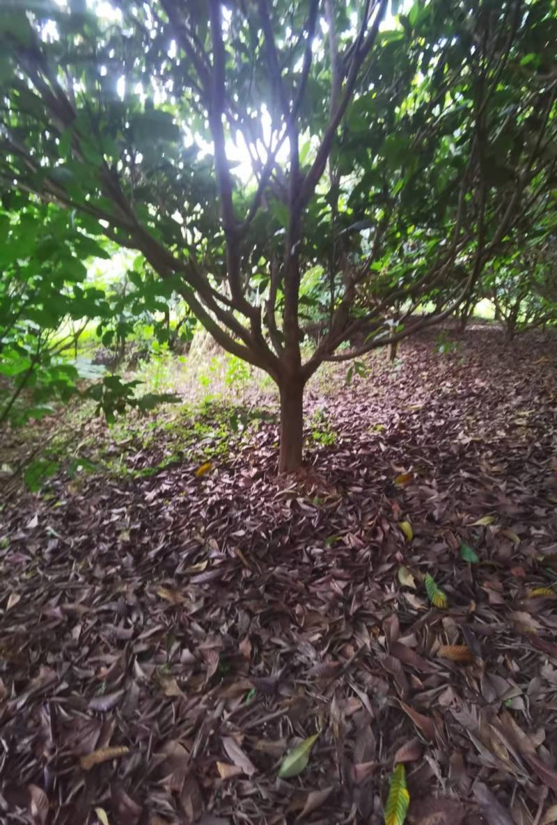 枇杷树高杆低分枝