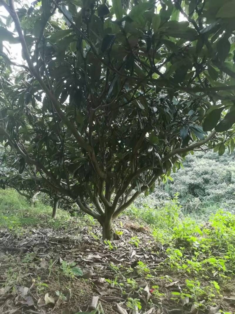 枇杷树高杆低分枝