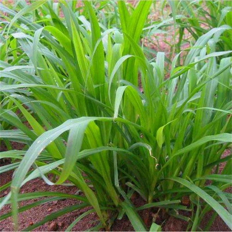小米草种子水草种子水产养殖鱼虾蟹可食用牧草