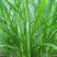小米草种子水草种子水产养殖鱼虾蟹可食用牧草