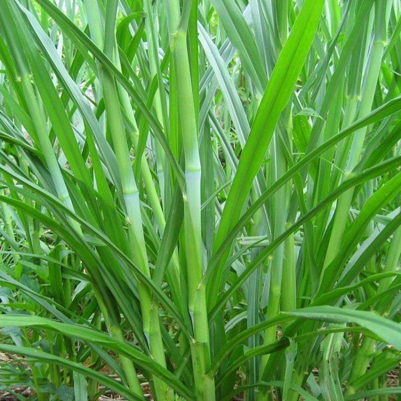 小米草种子水草种子水产养殖鱼虾蟹可食用牧草