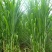 小米草种子水草种子水产养殖鱼虾蟹可食用牧草