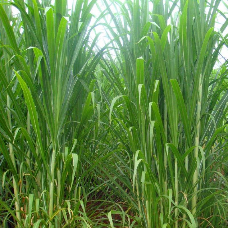 小米草种子水草种子水产养殖鱼虾蟹可食用牧草