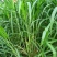 小米草种子水草种子水产养殖鱼虾蟹可食用牧草