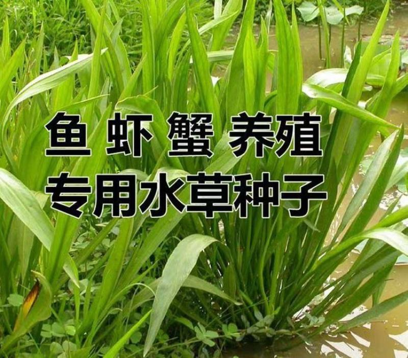 小米草种子水草种子水产养殖鱼虾蟹可食用牧草