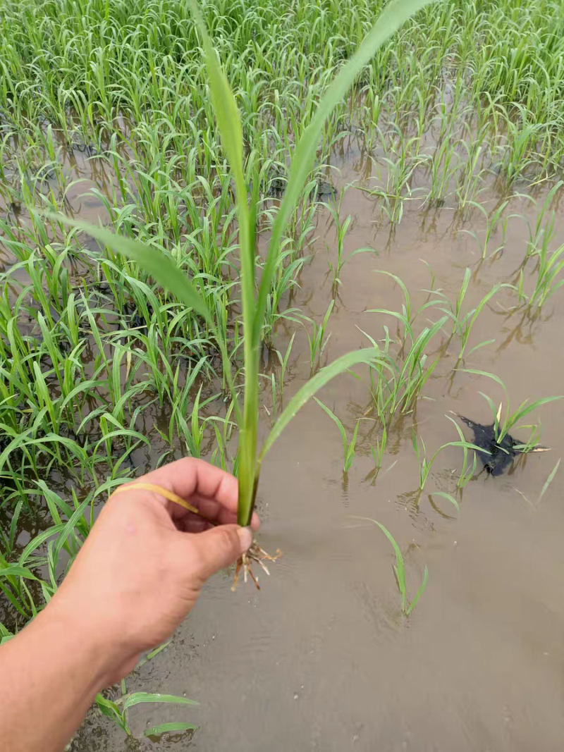 小米草种子水草种子水产养殖鱼虾蟹可食用牧草