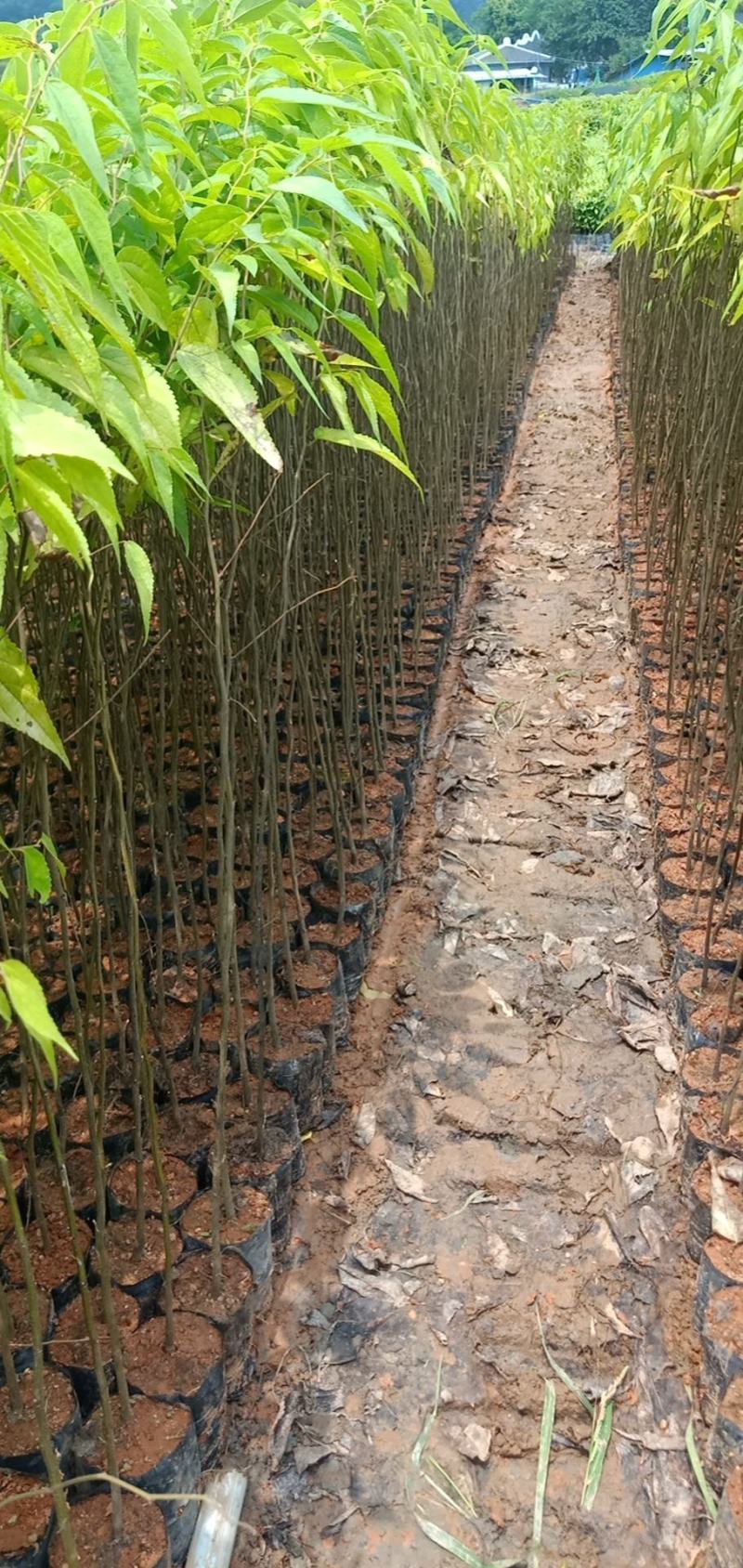 朴树绿化工程树种苗种复绿化工程路边绿化工程树苗