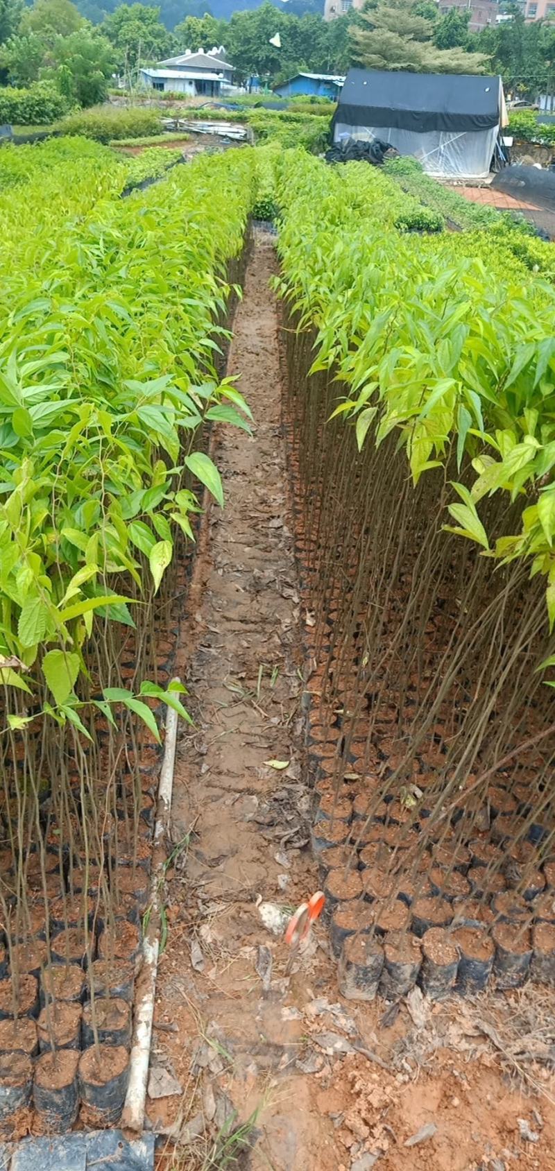 朴树绿化工程树种苗种复绿化工程路边绿化工程树苗