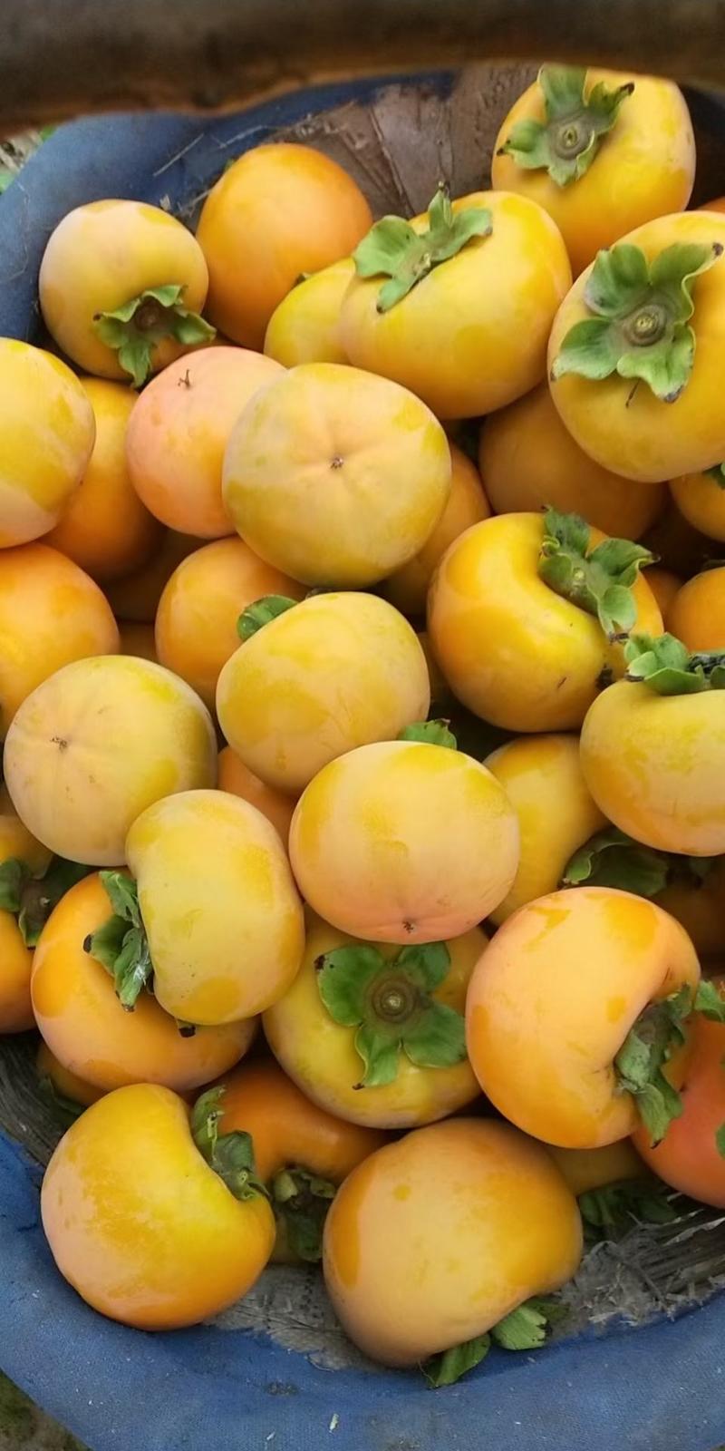 日本太秋脆柿，阳丰，次郎甜柿子苗现挖现发保质保量提供技术