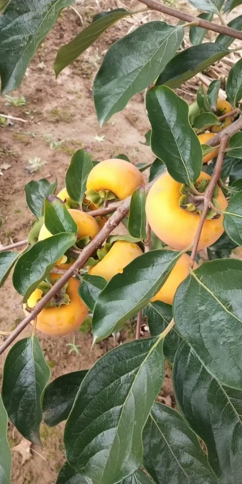 日本太秋脆柿，阳丰，次郎甜柿子苗现挖现发保质保量提供技术