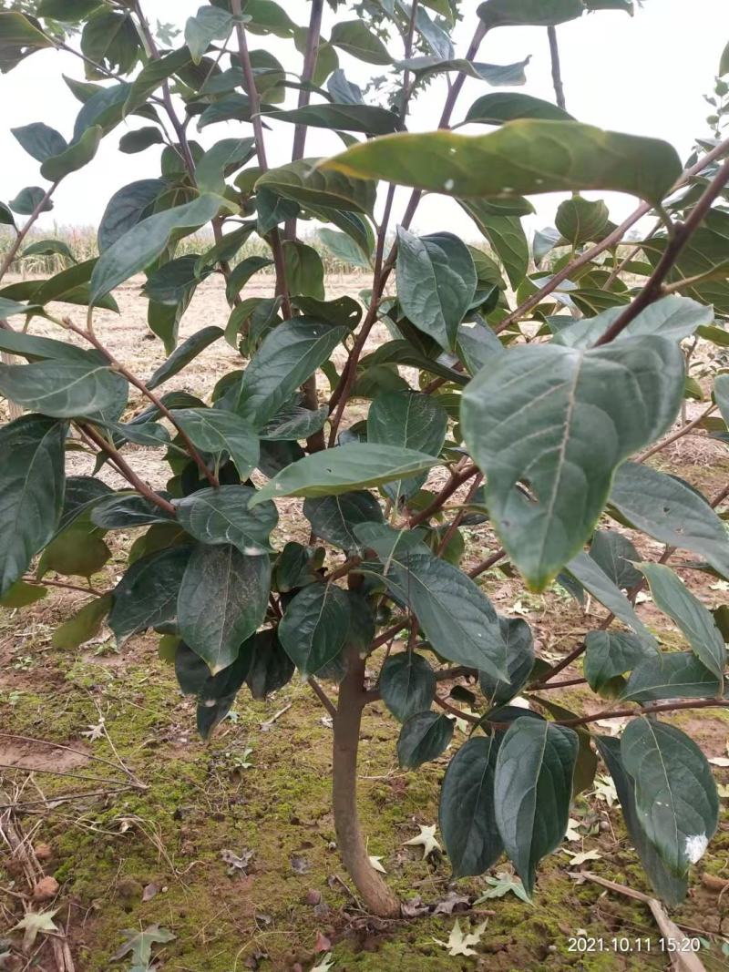 日本太秋脆柿，阳丰，次郎甜柿子苗现挖现发保质保量提供技术