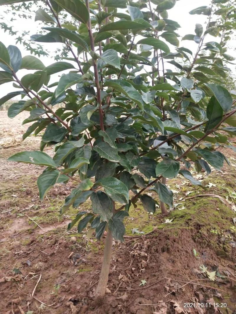 日本太秋脆柿，阳丰，次郎甜柿子苗现挖现发保质保量提供技术