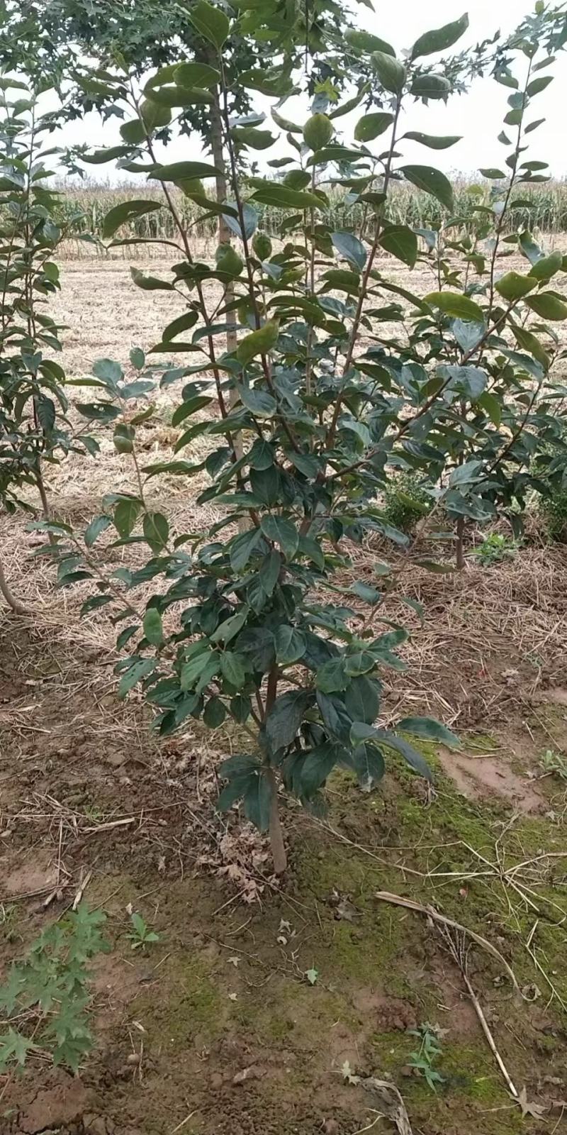 日本太秋脆柿，阳丰，次郎甜柿子苗现挖现发保质保量提供技术