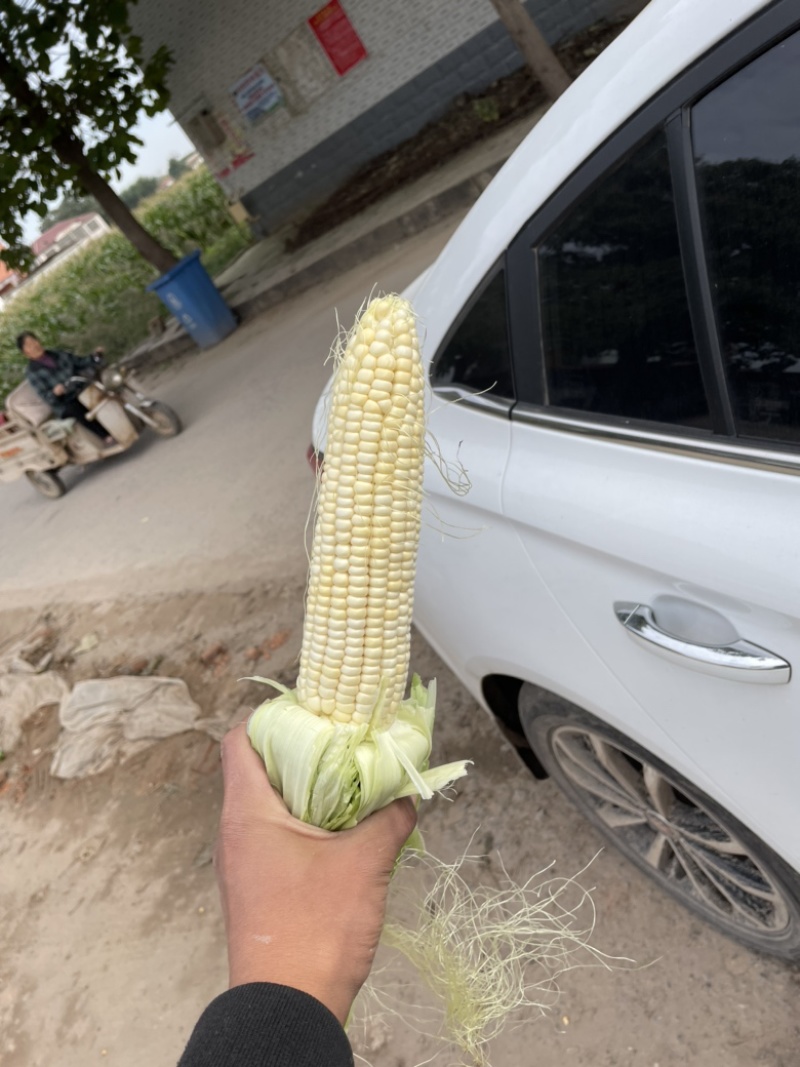 精品万糯，大量供应，个头大。颗粒饱满，价格美丽