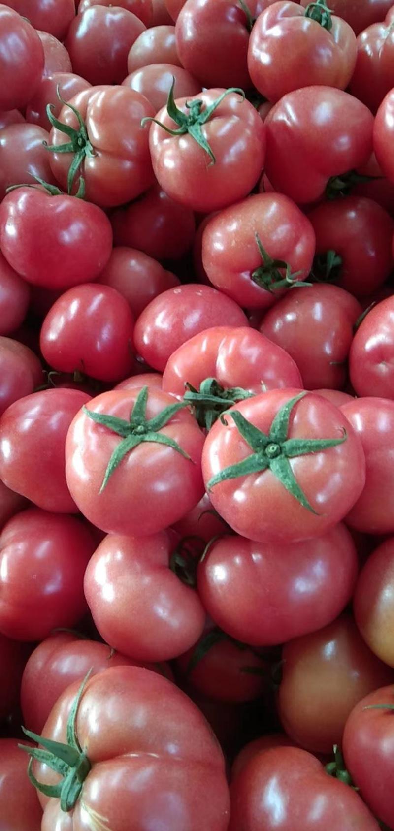【对接全国】山东西红柿，硬粉西红柿产地供货果实饱满