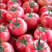 【对接全国】山东西红柿，硬粉西红柿产地供货果实饱满
