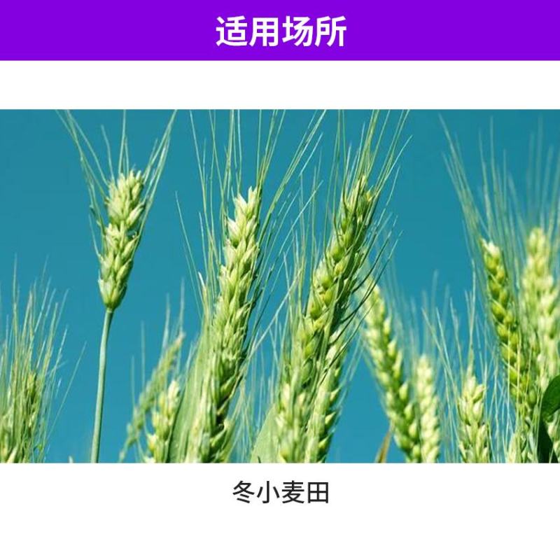 5%双氟磺草胺悬浮剂一年生阔叶杂草猪秧殃小麦除草剂
