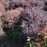 红花继木球江西红花继木产地直销价格从优大量供应