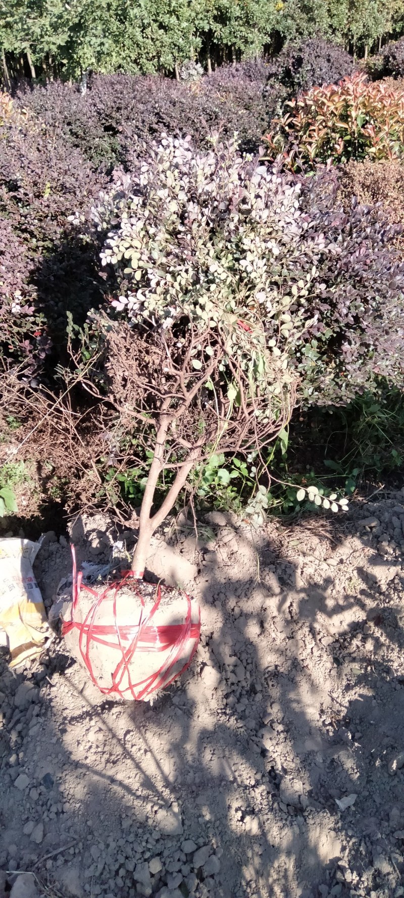 红花继木球江西红花继木产地直销价格从优大量供应