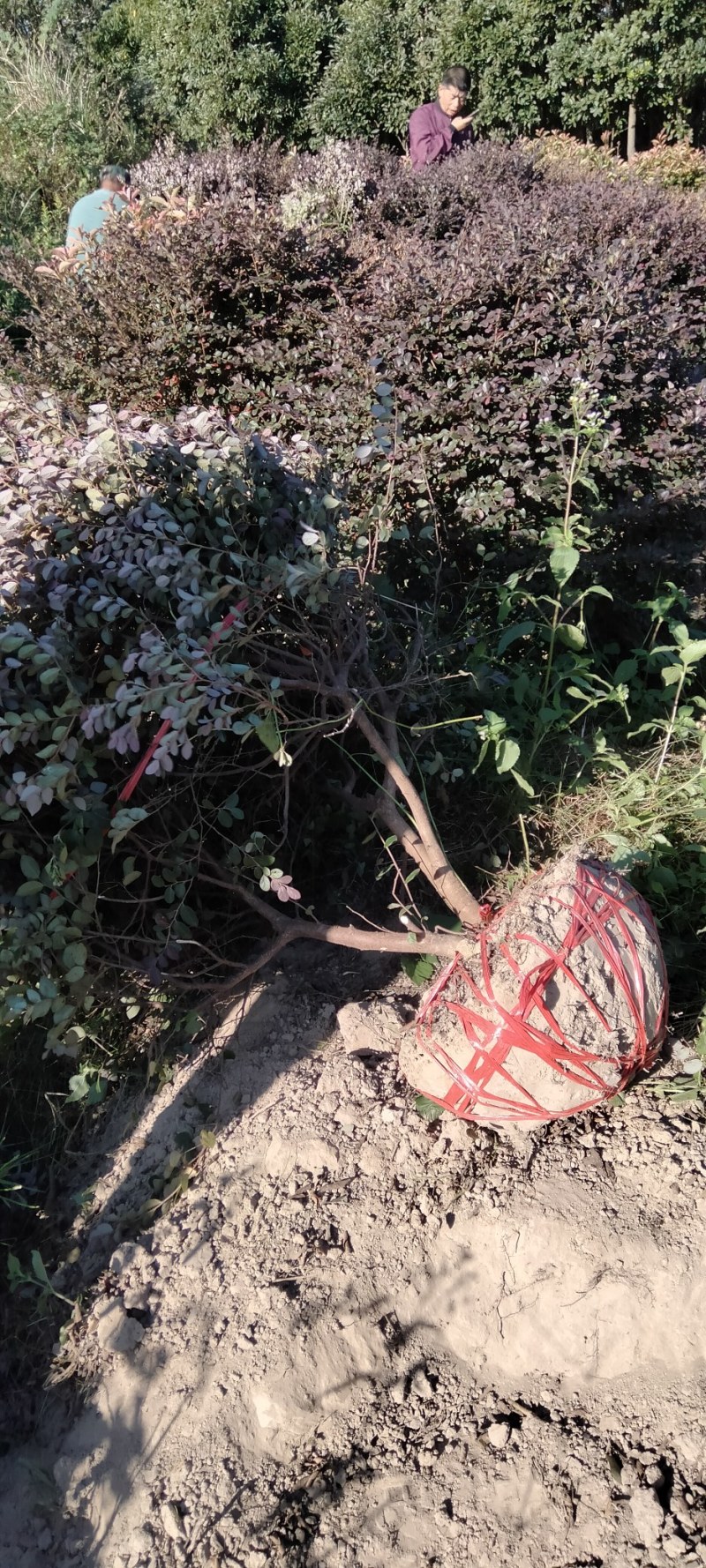 红花继木球江西红花继木产地直销价格从优大量供应