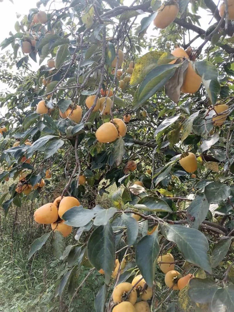 柿子，牛心脆柿子，芒果柿子，大型园子，代发全国