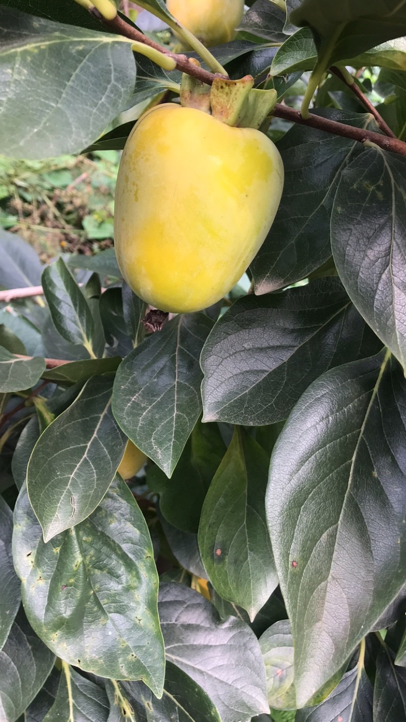 柿子，牛心脆柿子，芒果柿子，大型园子，代发全国