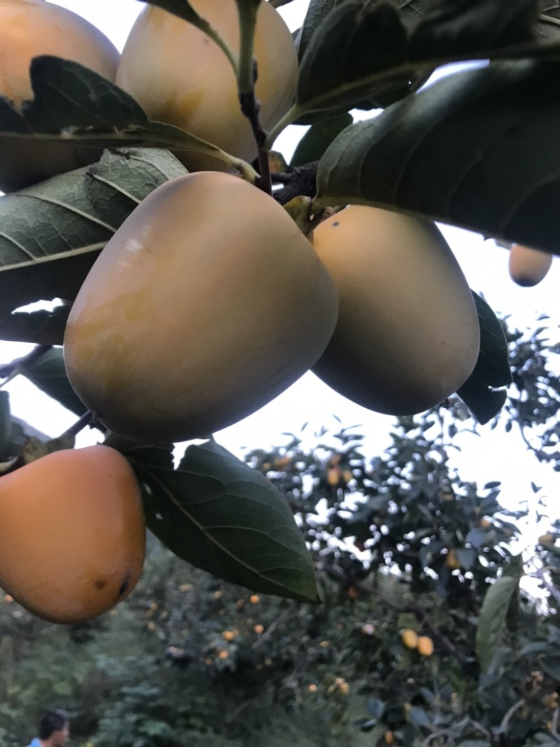 柿子，牛心脆柿子，芒果柿子，大型园子，代发全国