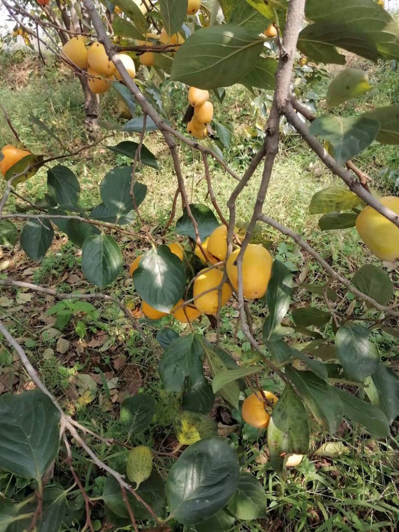 柿子，牛心脆柿子，芒果柿子，大型园子，代发全国