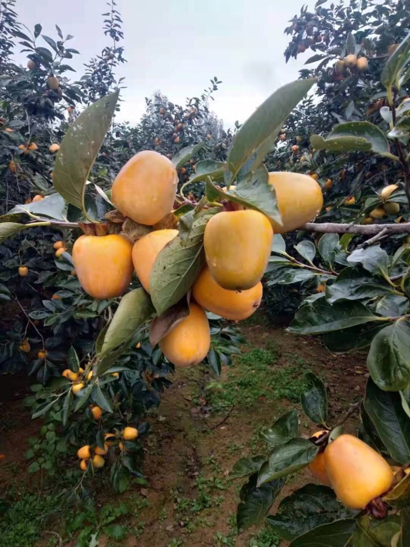 柿子，牛心脆柿子，芒果柿子，大型园子，代发全国