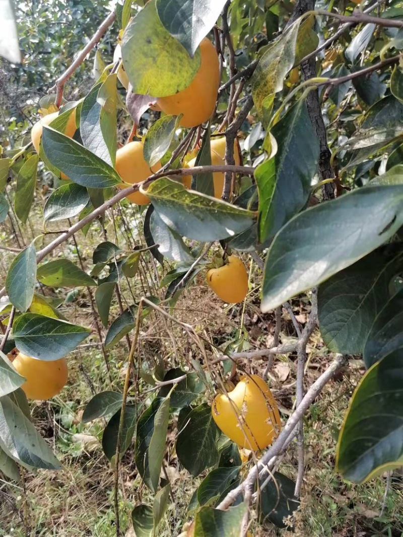 柿子，牛心脆柿子，芒果柿子，大型园子，代发全国