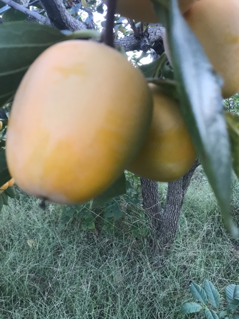 柿子，牛心脆柿子，芒果柿子，大型园子，代发全国