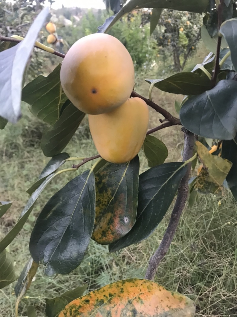 柿子，牛心脆柿子，芒果柿子，大型园子，代发全国
