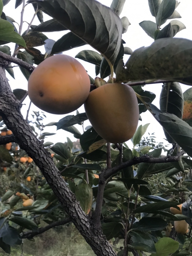 柿子，牛心脆柿子，芒果柿子，大型园子，代发全国