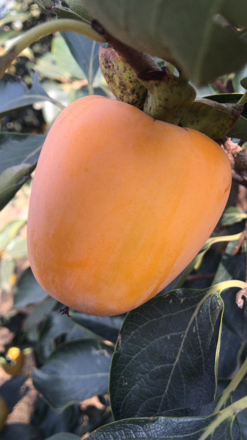 柿子，牛心脆柿子，芒果柿子，大型园子，代发全国