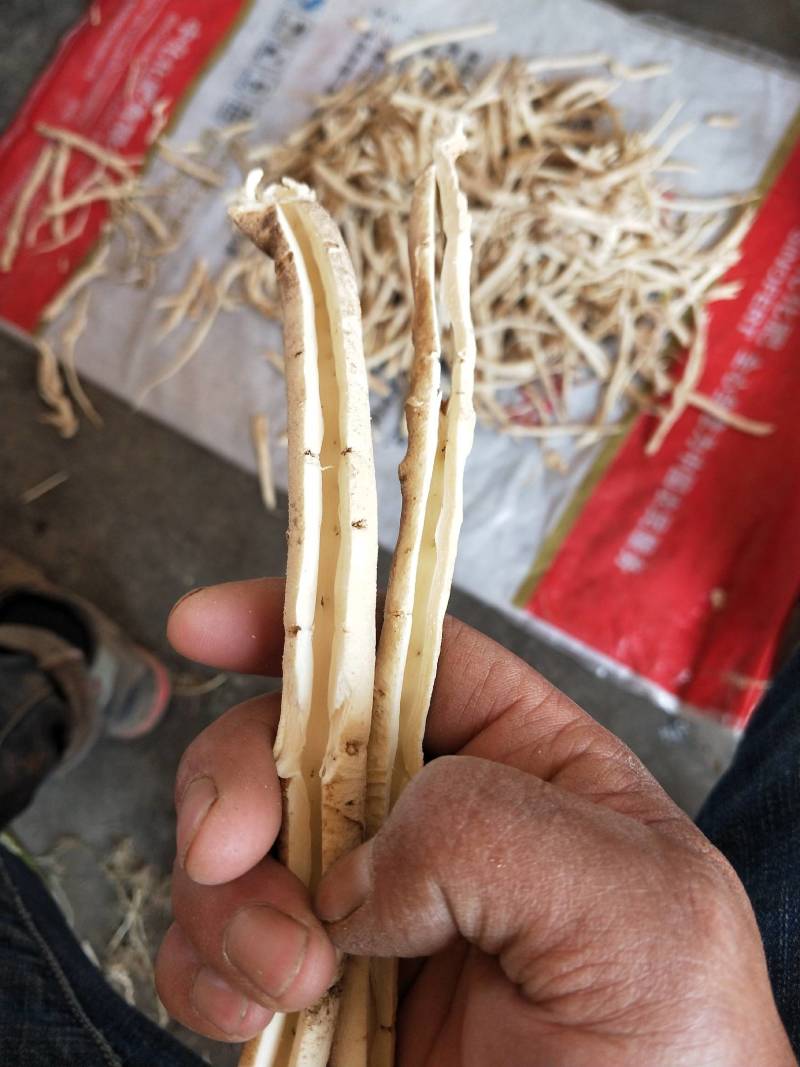 白鲜皮种苗技术指导，白鲜皮苗，东北阔叶白鲜皮苗